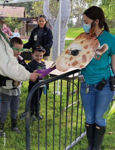 giraffe feeding