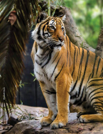 Tiger in Fresno Zoo